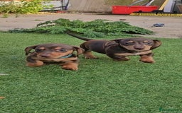Miniature Dachshund dogs for sale:  Miniature Dachshunds ready to go Friday 19th Sept - Image 32