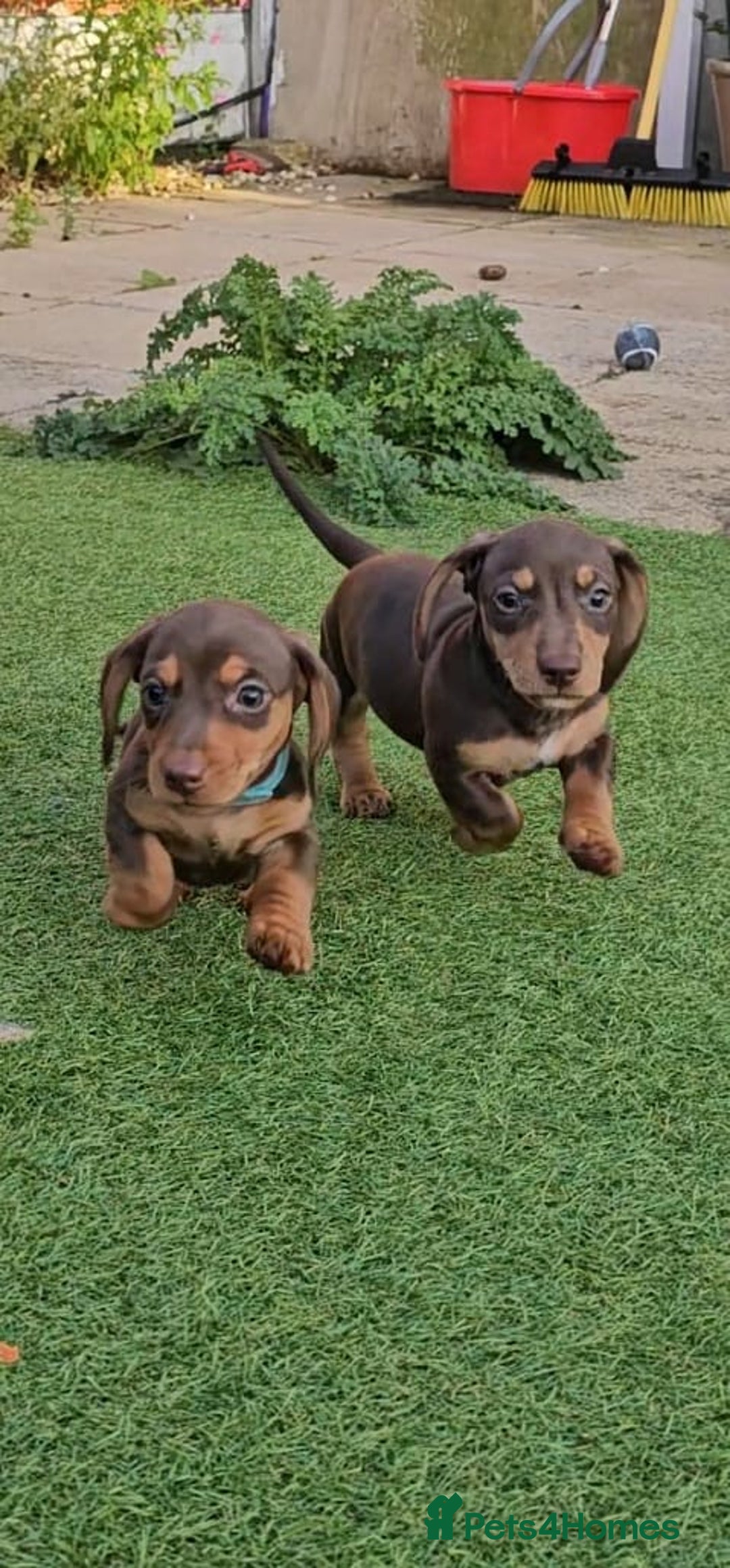 Miniature Dachshund dogs for sale:  Miniature Dachshunds ready to go Friday 19th Sept - Image 32