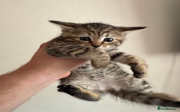 British Longhair cats for sale: 3 kittens left to go  - Image 4