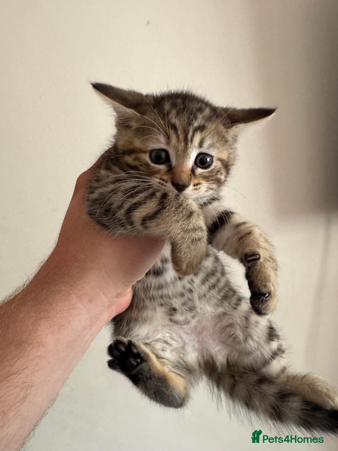 British Longhair cats for sale: 3 kittens left to go  - Image 4