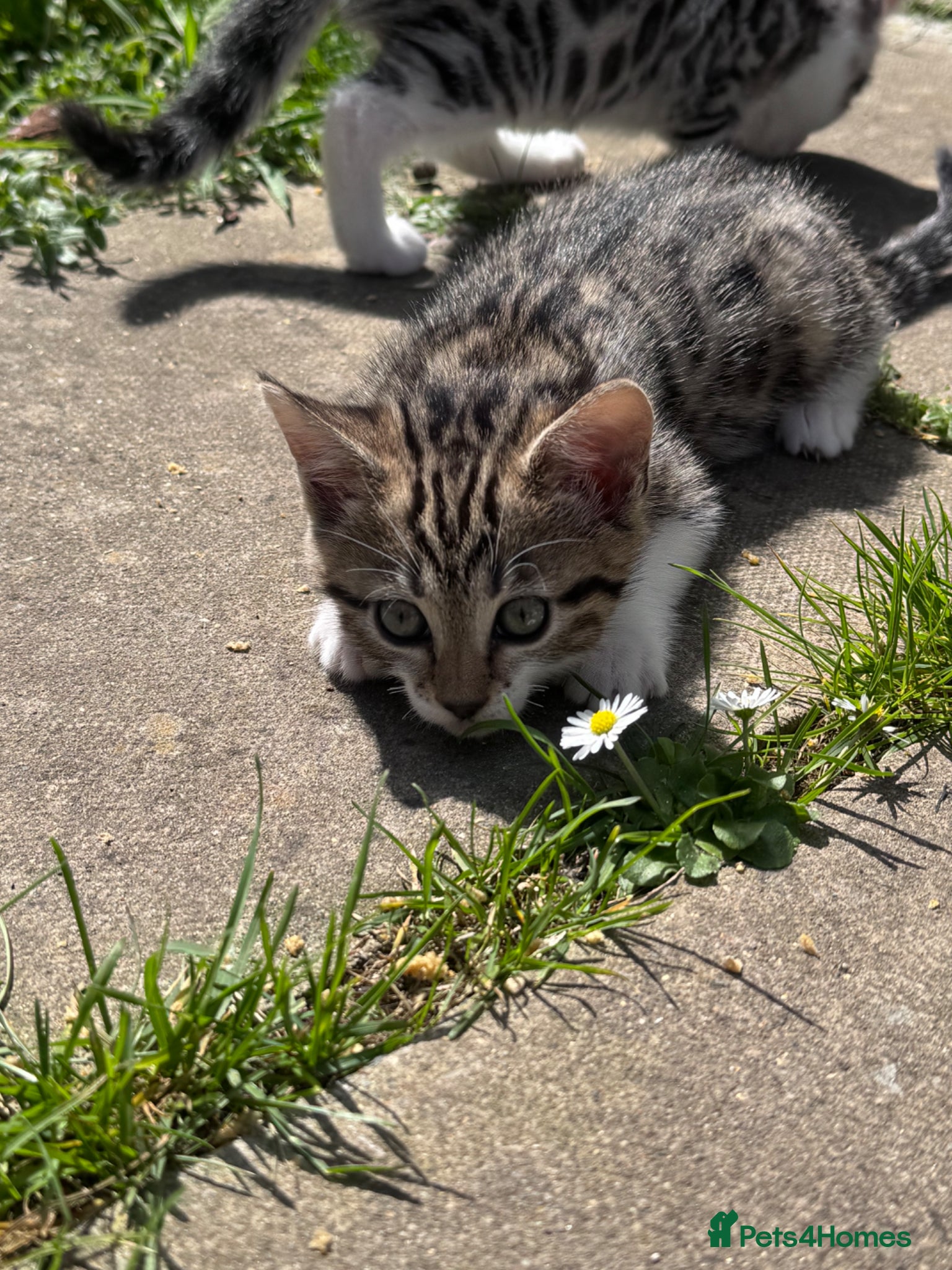 Mixed Breed cats Bengal x Norwegian Kittens - Advert 1