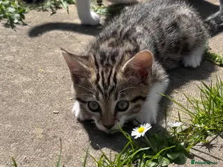 Mixed Breed cats Bengal x Norwegian Kittens - Advert 7