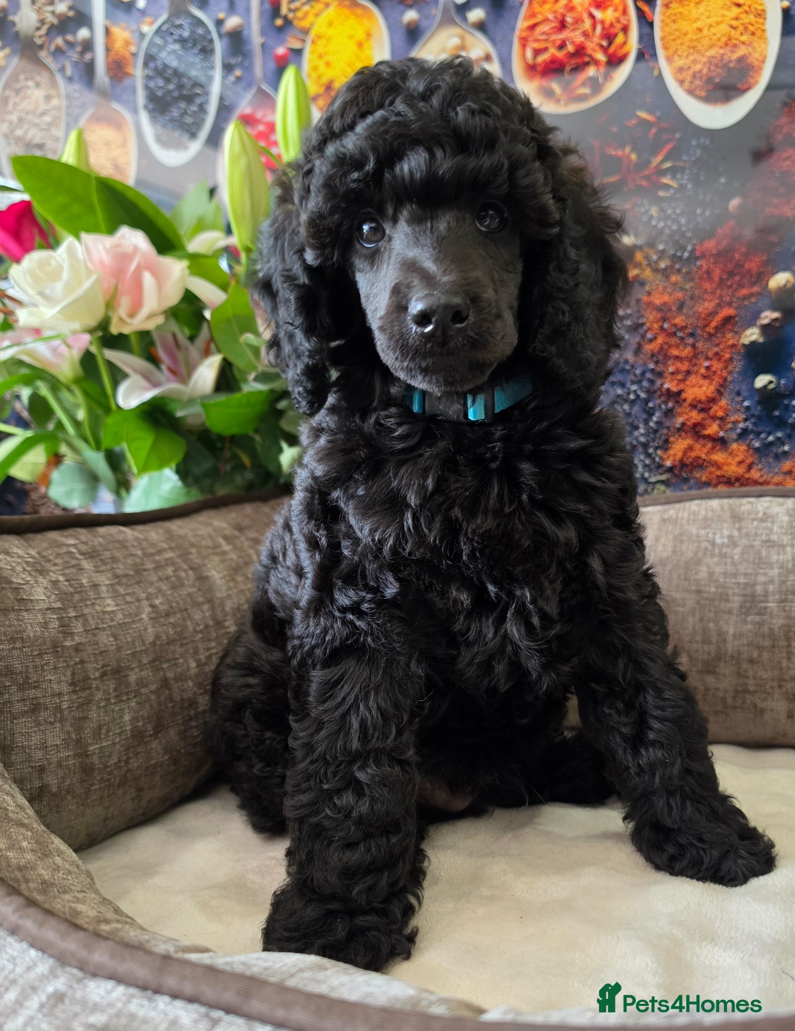 Poodle dogs for sale: Exceptional health tested Moyen Poodles  - Advert 1