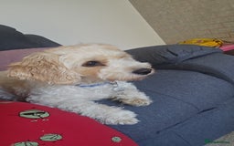 Cavachon dogs for sale: 3 year old Cavachon  - Image 6