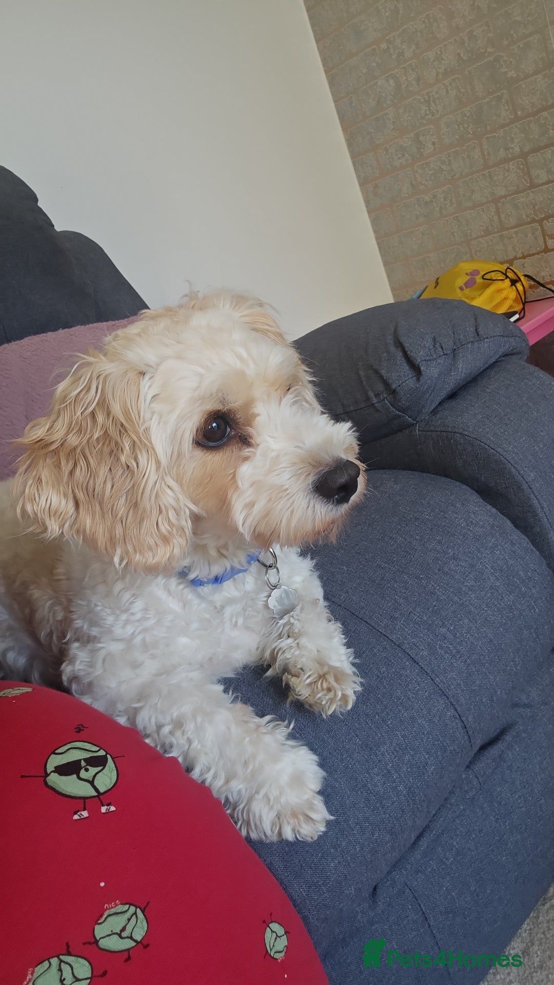 Cavachon dogs for sale: 3 year old Cavachon  - Image 6
