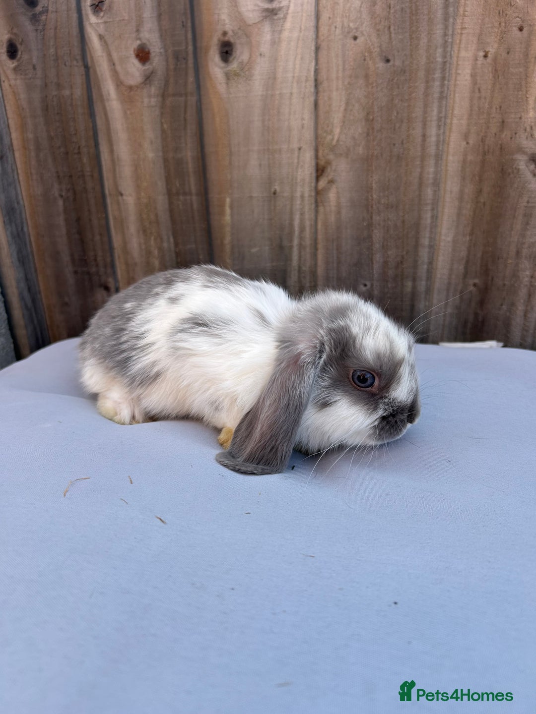 Mini Lop rabbits for sale: Gorgeous mini lop babies  - Image 3