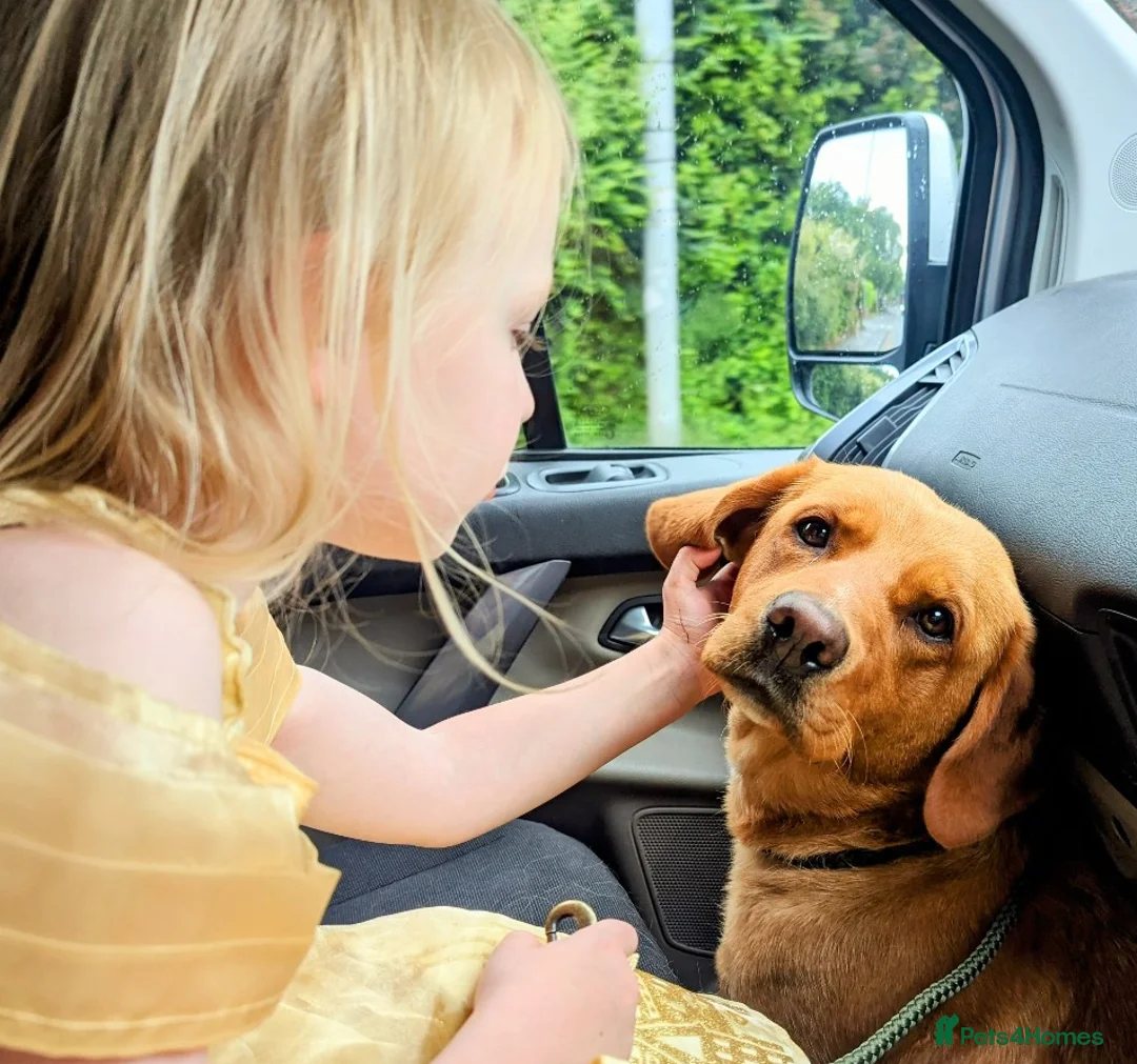 Labrador Retriever dogs for sale: RKC Fox Red Bitch Puppy ready to leave 23rd Feb - Advert 7