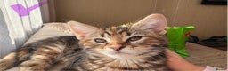 Maine Coon cats for sale: Maine Coon Kittens — Fluffy, Friendly - Advert 20