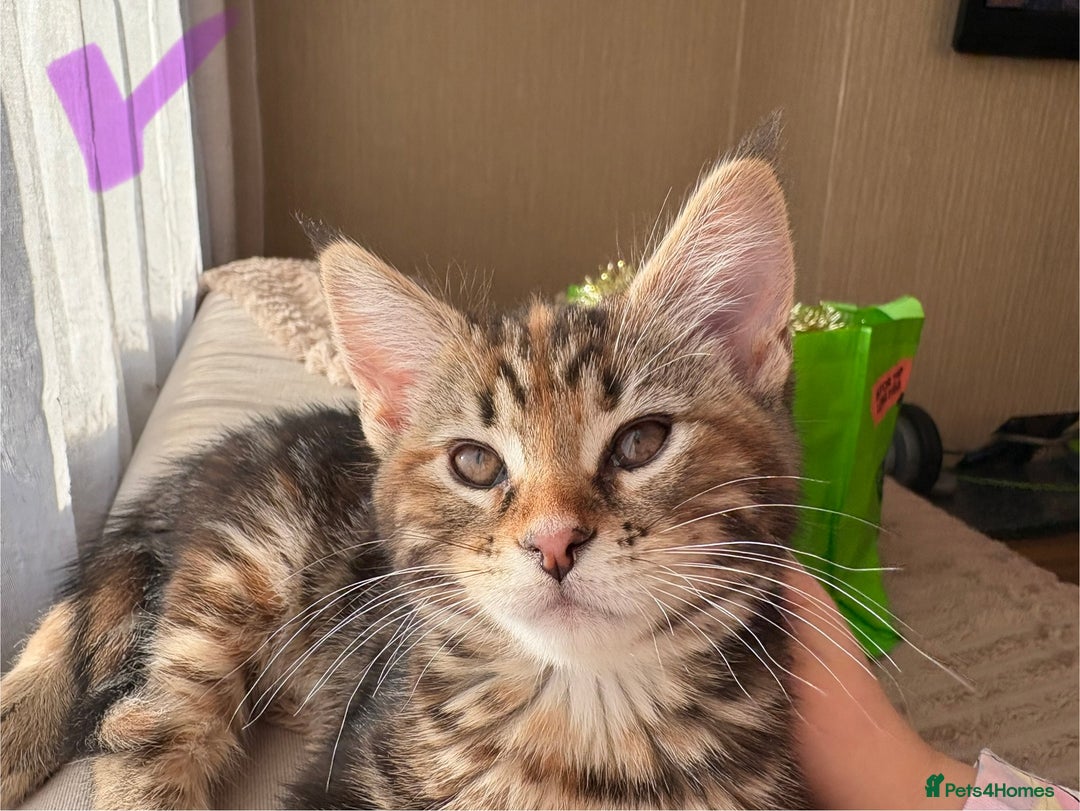 Maine Coon cats for sale: Maine Coon Kittens — Fluffy, Friendly - Advert 20