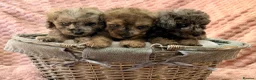 Labradoodle dogs for sale: DNA health tested parents of stunning labradoodles in Ware - Advert 34