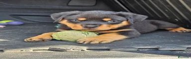 Rottweiler 1- red collar 