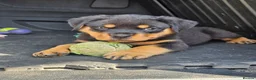 Rottweiler dogs for sale: Strong working line Rottweiler pups for sale in Dartford - Advert 27