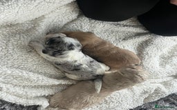 Cockapoo dogs for sale: Rare marked  small cockerpoo puppys  - Advert 23