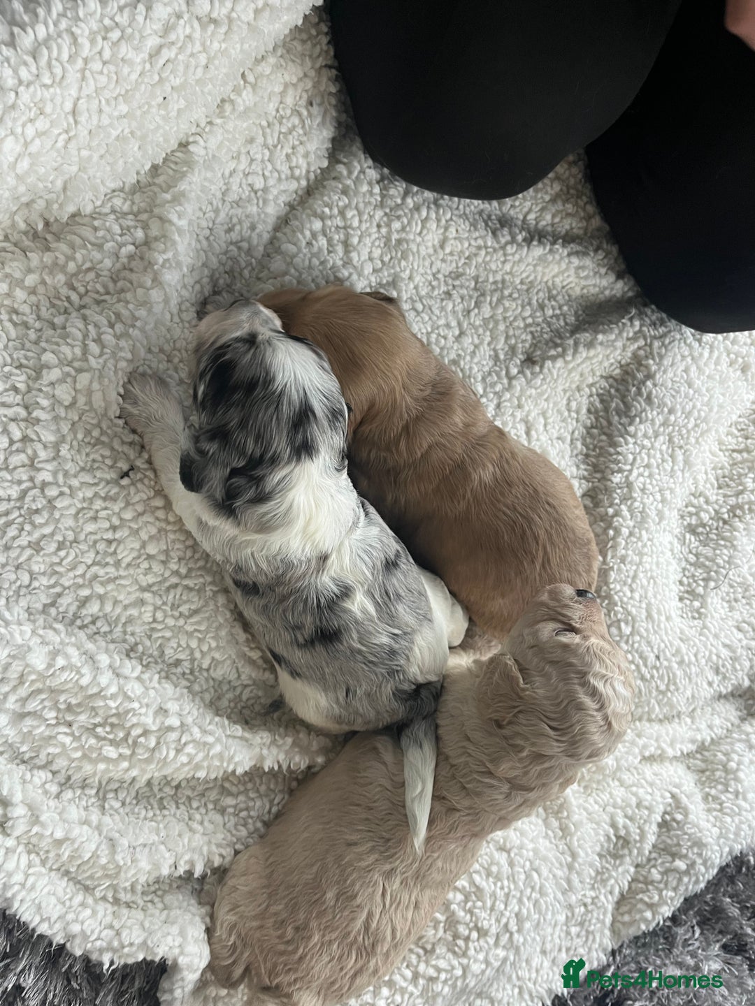 Cockapoo dogs for sale: Rare marked  small cockerpoo puppys  - Advert 23