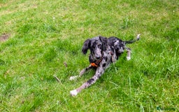 Mixed Breed dogs for sale: REHOME BORDERLUKI/TOBY  - Image 1