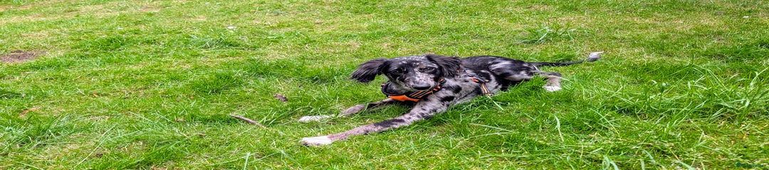 Border CollieXsaluki 9month old