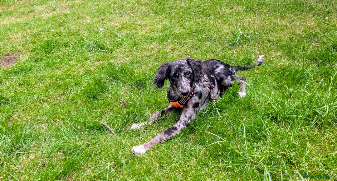 Mixed Breed dogs for sale: REHOME BORDERLUKI/TOBY  - Image 1