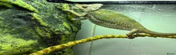 Chameleon reptiles for sale: Veiled Chameleon, Male, 2 years, comes with setup. in Bolton - Advert 3