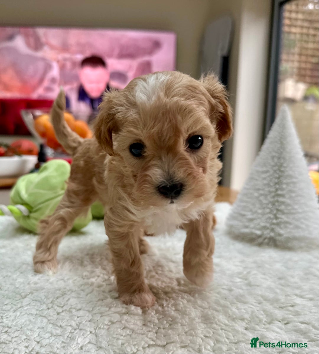 Maltipoo dogs for sale: F1 Mini Maltipoo - Advert 3