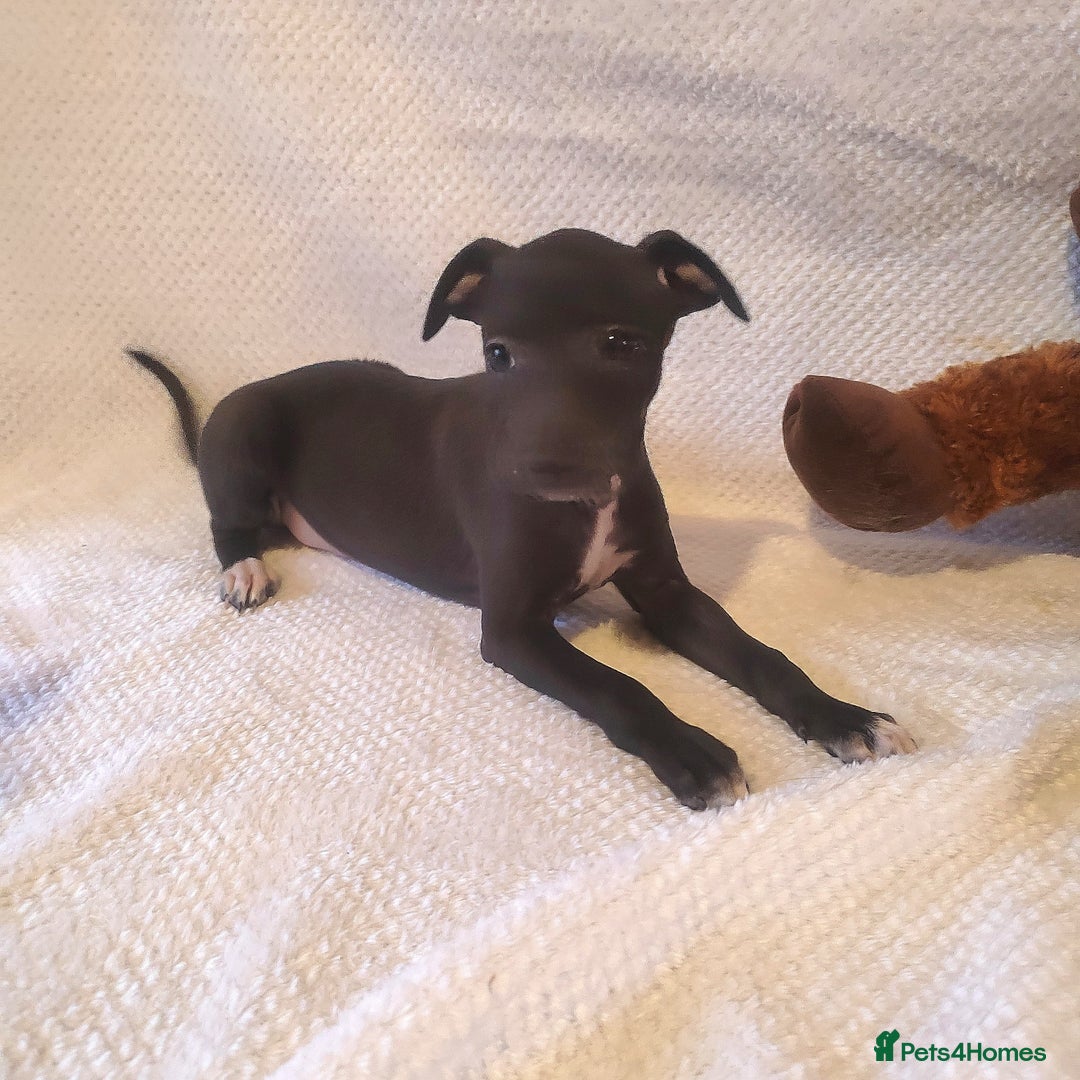 Italian Greyhound dogs for sale: Sold pending collection  - Advert 7