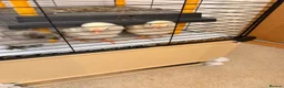 Chickens poultry for sale: 🐣 [Show-Quality & Healthy Chicks for Sale]  - Advert 8