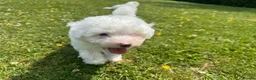 Bichon Frise dogs for sale: 🐶🤍 1 PUPPY LEFT!🐶🤍💙 - Advert 2