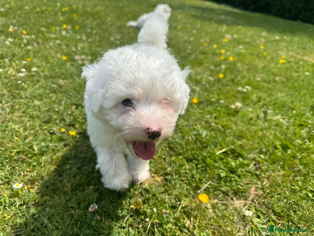Bichon Frise dogs for sale: 🐶🤍 1 PUPPY LEFT!🐶🤍💙 - Advert 2