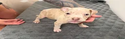American Bully dogs for sale: American pocket bully puppies for sale 🐾 - Advert 27