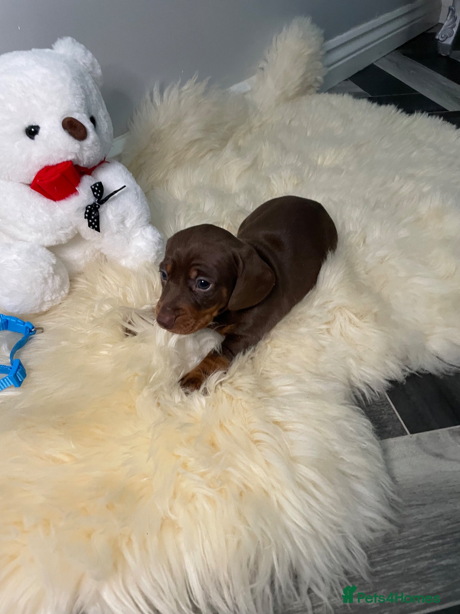 Miniature Dachshund dogs 3 Beautiful Miniature Dachshunds puppys - Advert 1