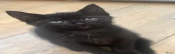 Domestic Shorthair cats for sale: 3 female kittens ready now in Bridgwater - Advert 4