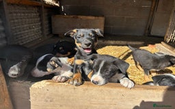 Mixed Breed dogs for sale: 6 collie cross kelpie pups  - Image 1