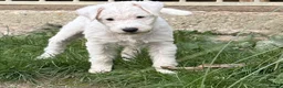 Parson Russell dogs for sale: pedigree Parson Russell Bitch puppy - Advert 2