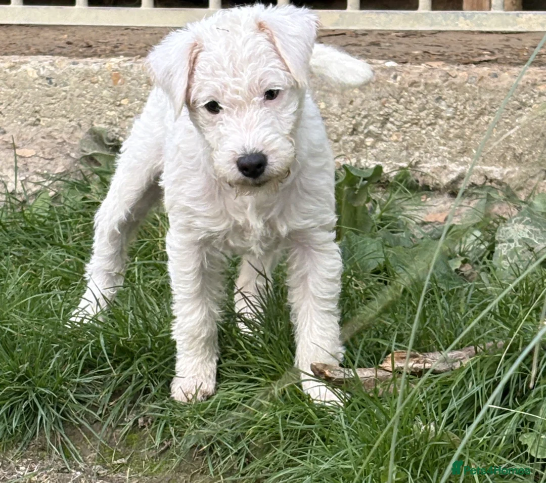 Parson Russell dogs for sale: pedigree Parson Russell Bitch puppy - Advert 2