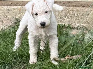 Parson Russell dogs pedigree Parson Russell Bitch puppy - Advert 2