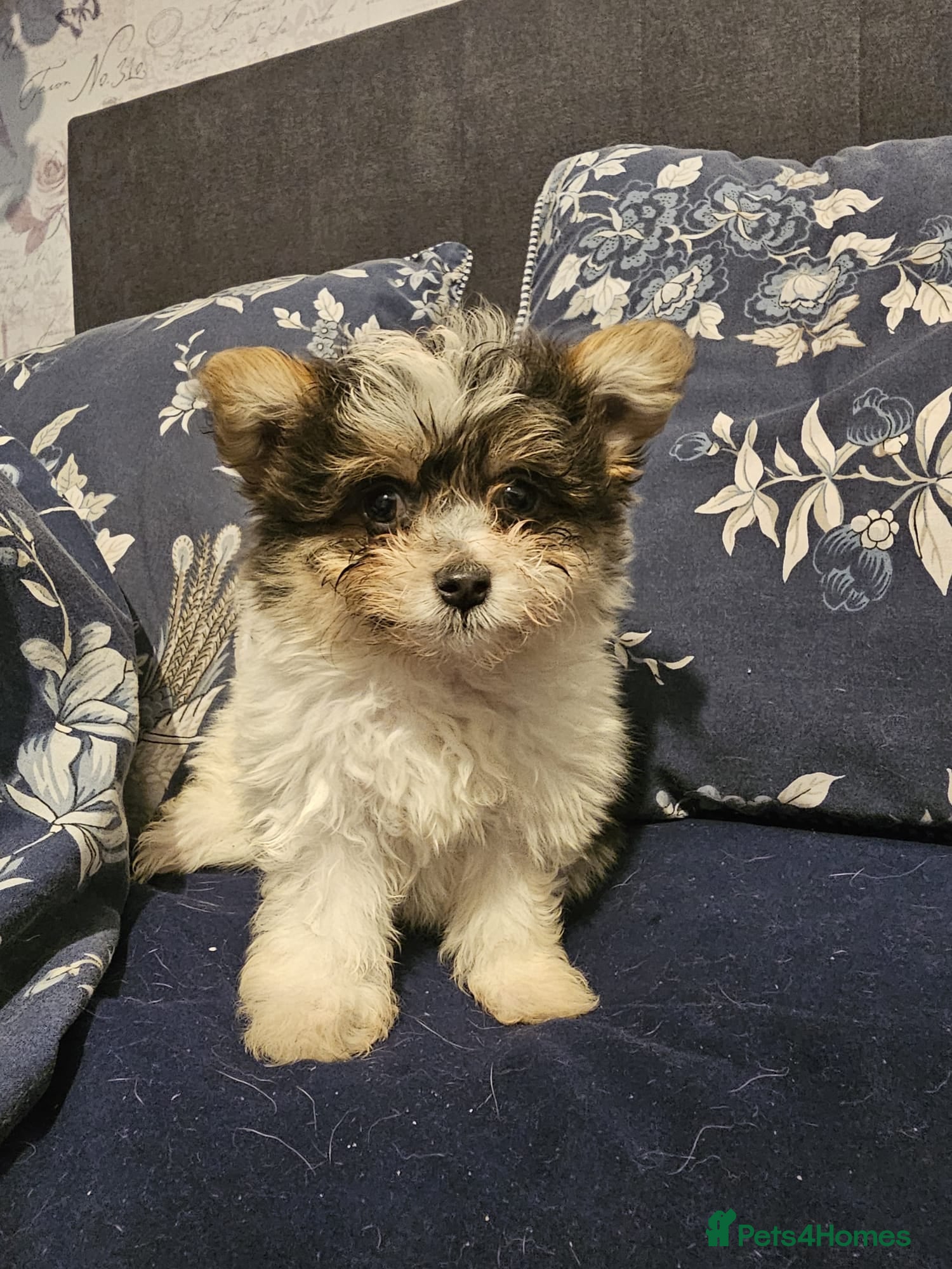 Mixed Breed dogs BEAUTIFUL POMCHON PUPS  FOR SALE - Advert 2