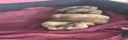 French Bulldog dogs for sale: Beautiful KC Reg French Bulldog Pups - Advert 3