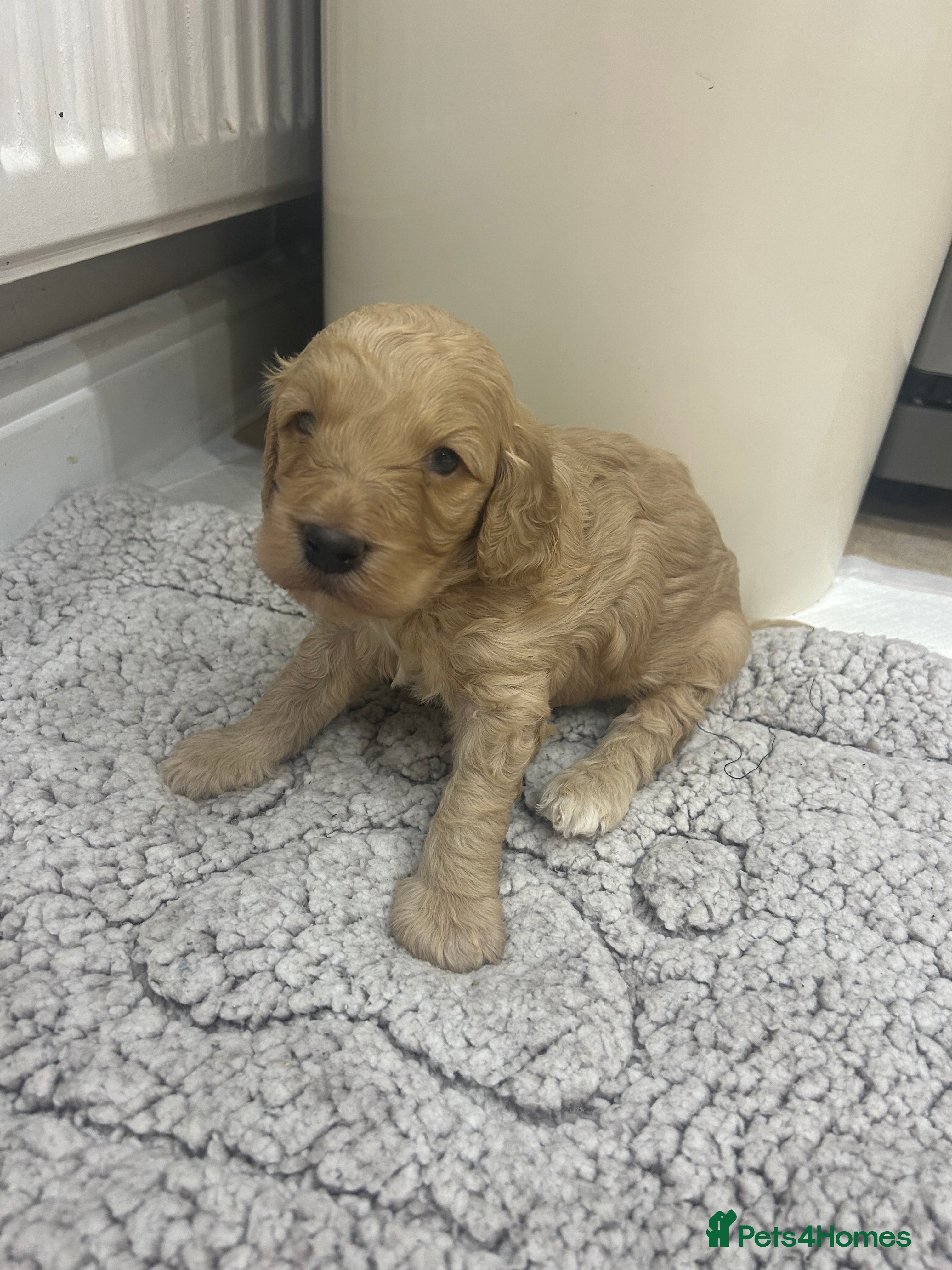 Cockapoo dogs Gorgeous cockapoo pup!  - Advert 1