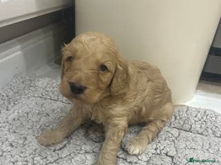 Cockapoo dogs Gorgeous cockapoo pup! - Advert 4