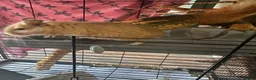 Degus rodents for sale: Two girl degues  - Advert 4