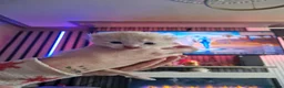 Exotic cats for sale: Exotic male persian  - Advert 6