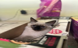 Ragdoll cats for sale: Reduced Full Ragdoll only 1 left!!!! - Image 4