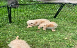 Cavapoo dogs for sale: Beautiful cavapoo puppies  - Image 11