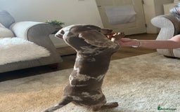 Dachshund dogs for sale: Minatare Dachshund  - Image 4