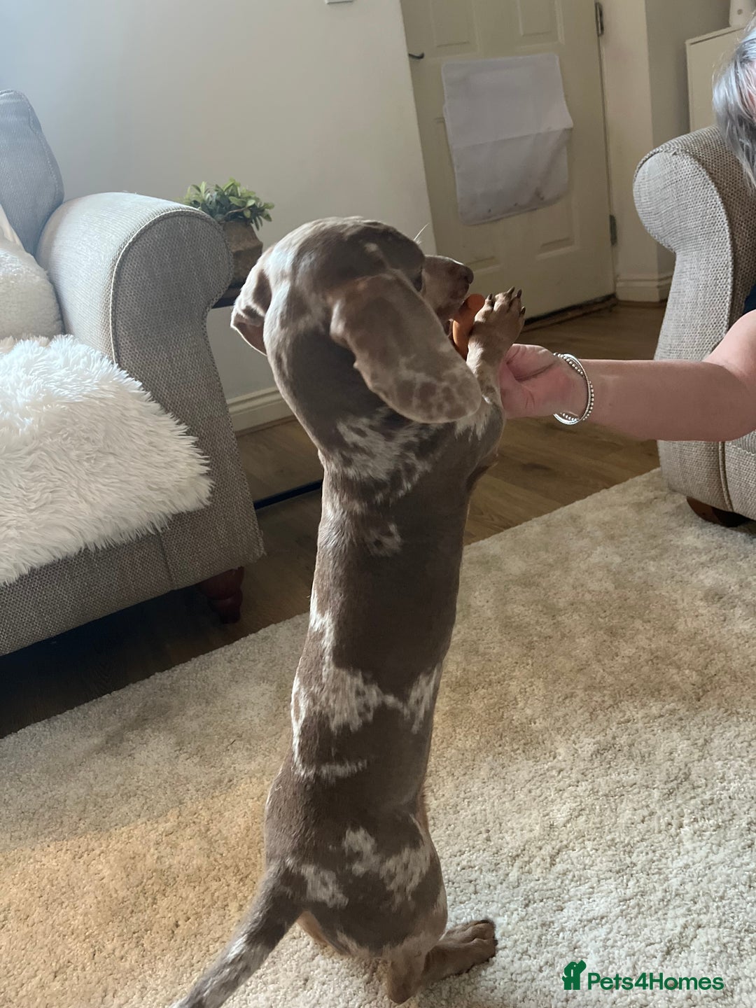 Dachshund dogs for sale: Minatare Dachshund  - Image 4