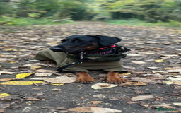 Dobermann dogs for sale: *Stunning Top/Best Bloodline Dobermanns For Sale* - Image 11