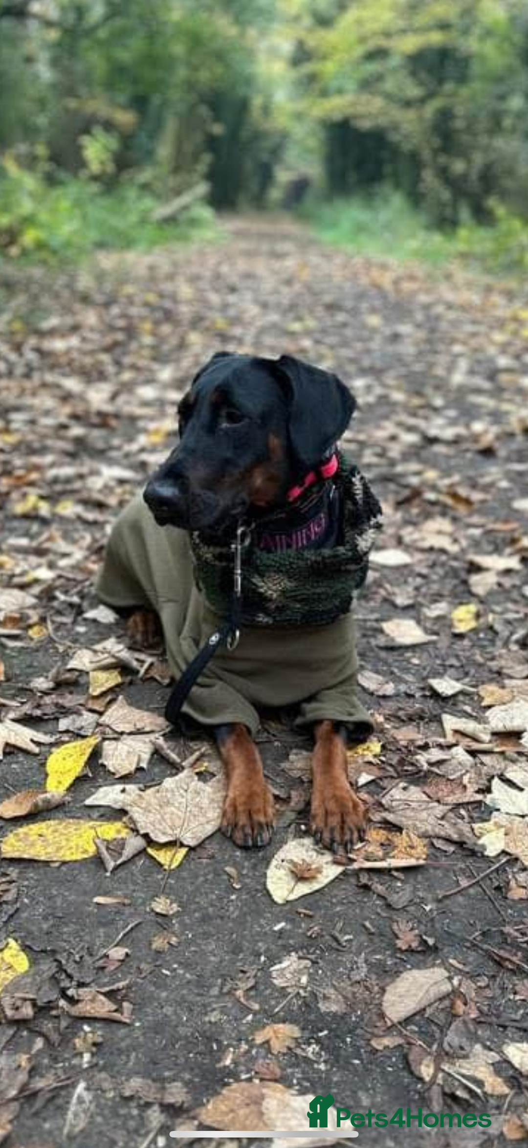 Dobermann dogs for sale: *Stunning Top/Best Bloodline Dobermanns For Sale* - Image 11