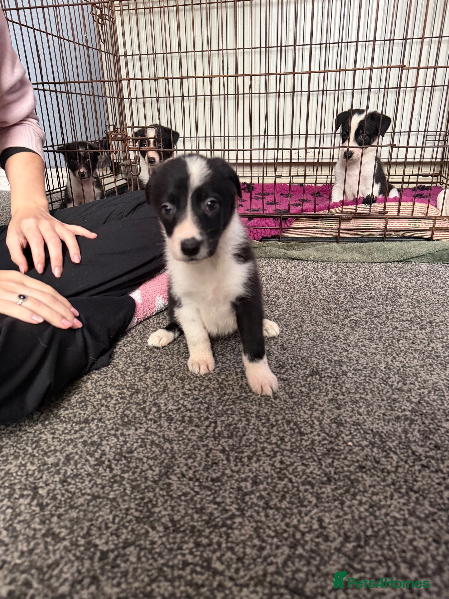 Border Collie dogs 6 amazing pups  - Advert 8