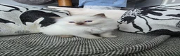 Ragdoll cats for sale: GCCF REGISTERED RAGDOLL KITTENS  - Advert 24