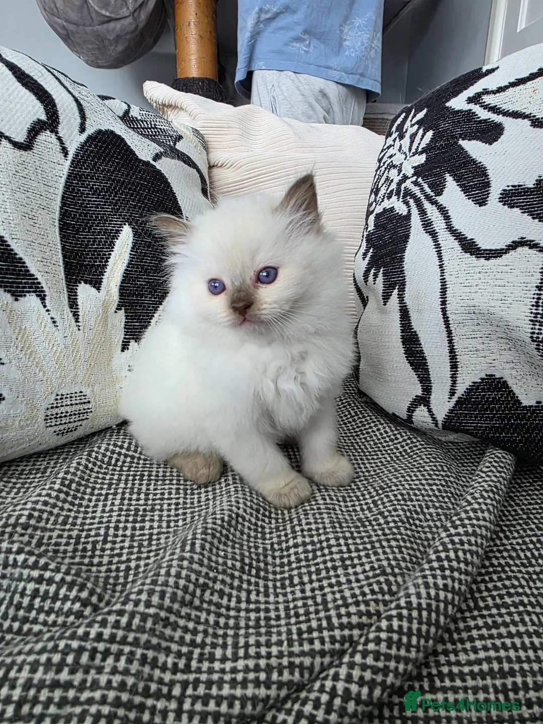 Ragdoll cats for sale: GCCF REGISTERED RAGDOLL KITTENS  - Advert 24