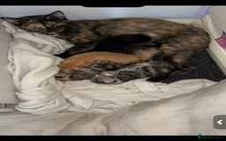 British Shorthair cats for sale: One male ready to leave now  - Image 3